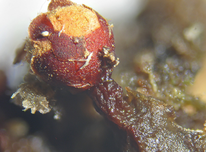 Trichia botrytis